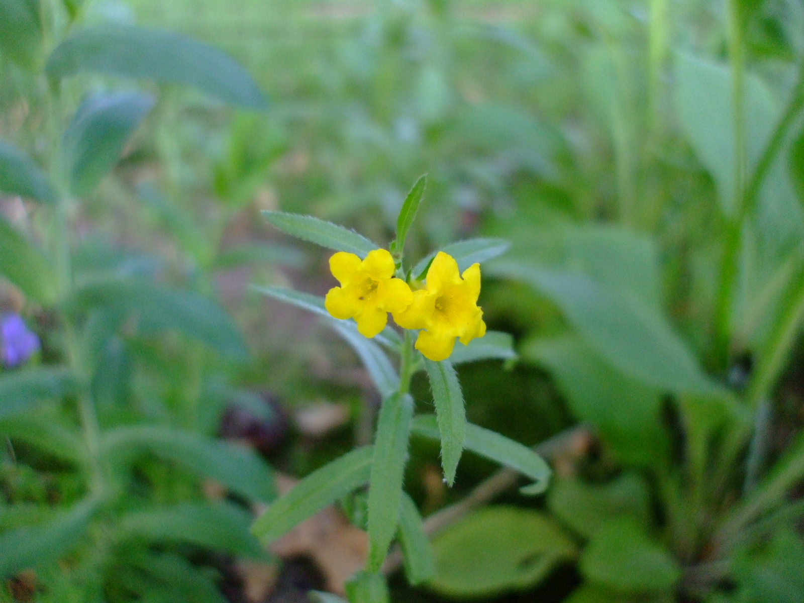 Lithospermum multiflorum